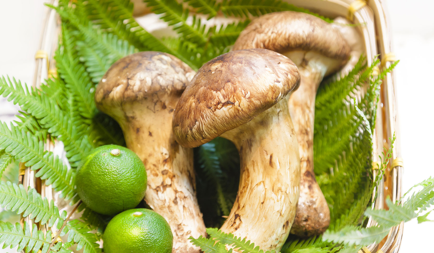 Matsutake, The King Of Mushrooms – Japanese Food 101